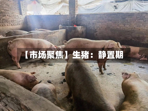 【市场聚焦】生猪：静置期