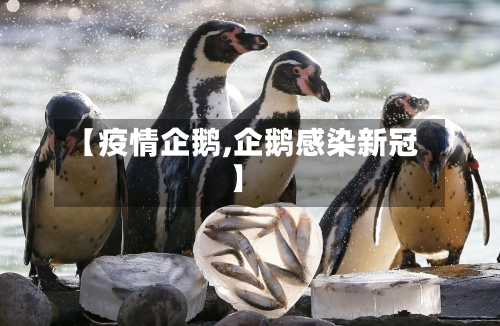 【疫情企鹅,企鹅感染新冠】