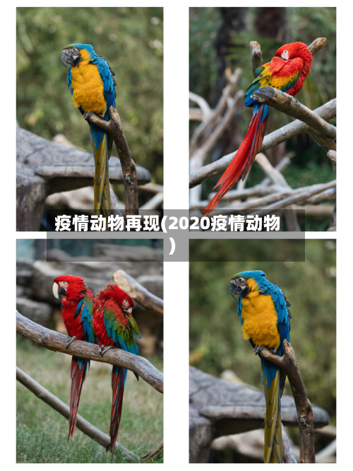 疫情动物再现(2020疫情动物)