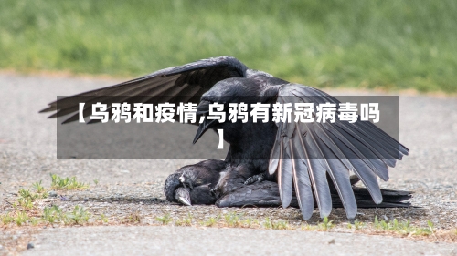 【乌鸦和疫情,乌鸦有新冠病毒吗】