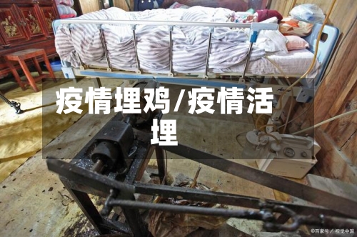 疫情埋鸡/疫情活埋