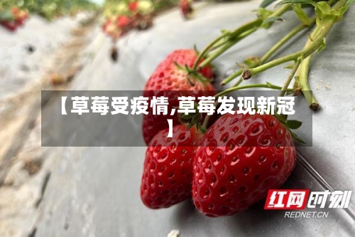 【草莓受疫情,草莓发现新冠】